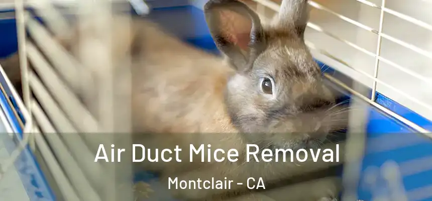 Air Duct Mice Removal Montclair - CA